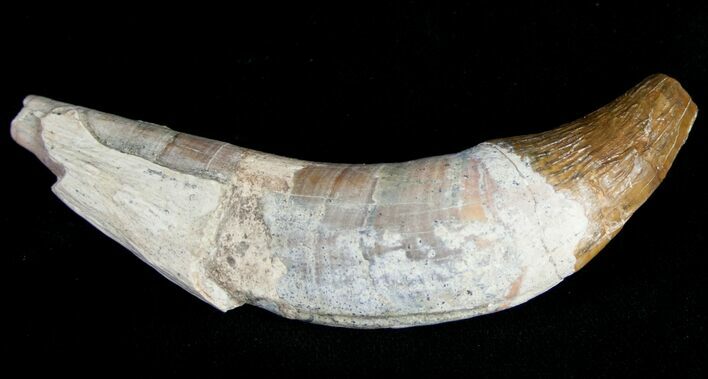 Large Basilosaur (Zygorhiza) Tooth - Primitive Whale #11428